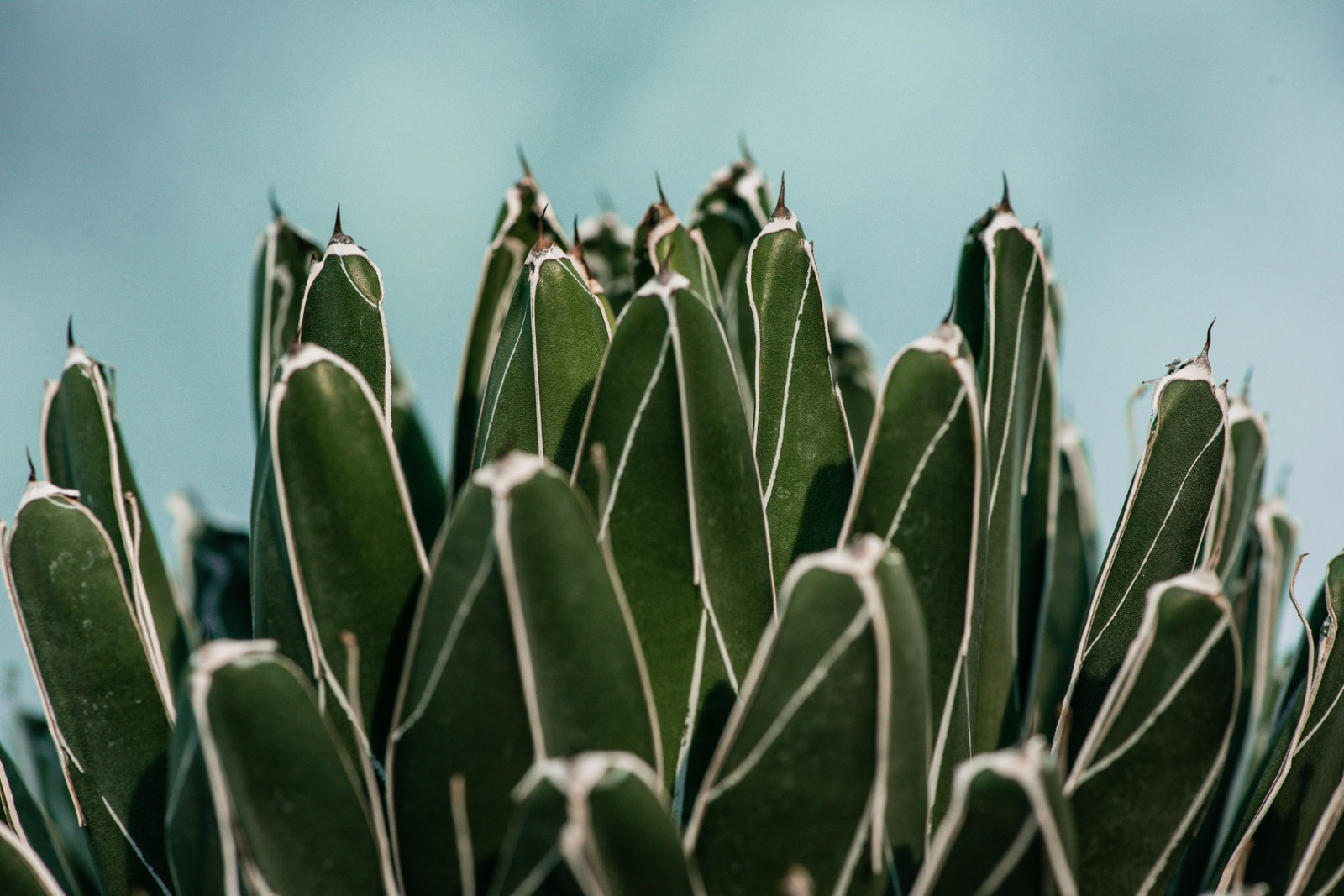 Peñoles protege plantas en peligro de extinción