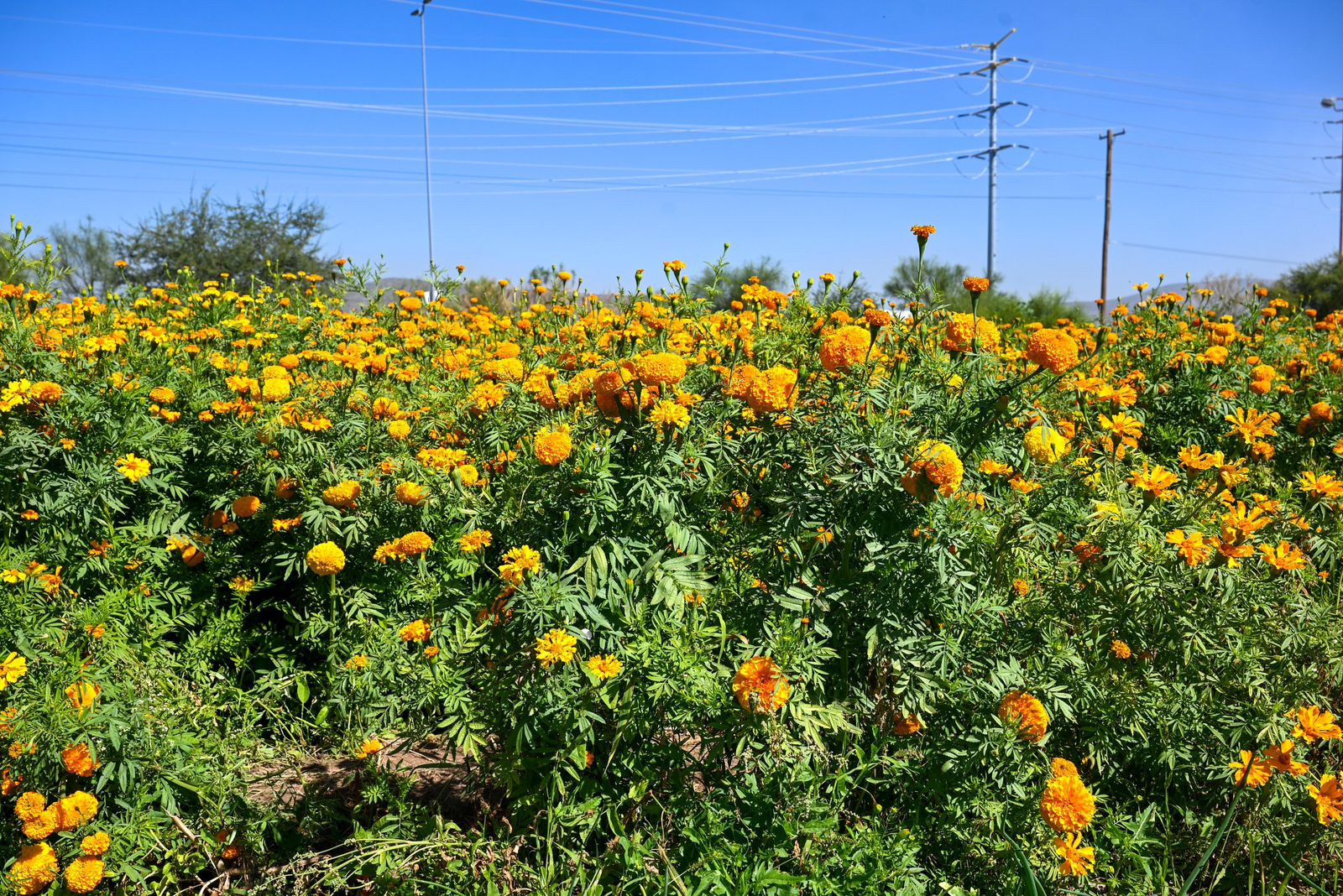 Flor de Día de Muertos en Lerdo.