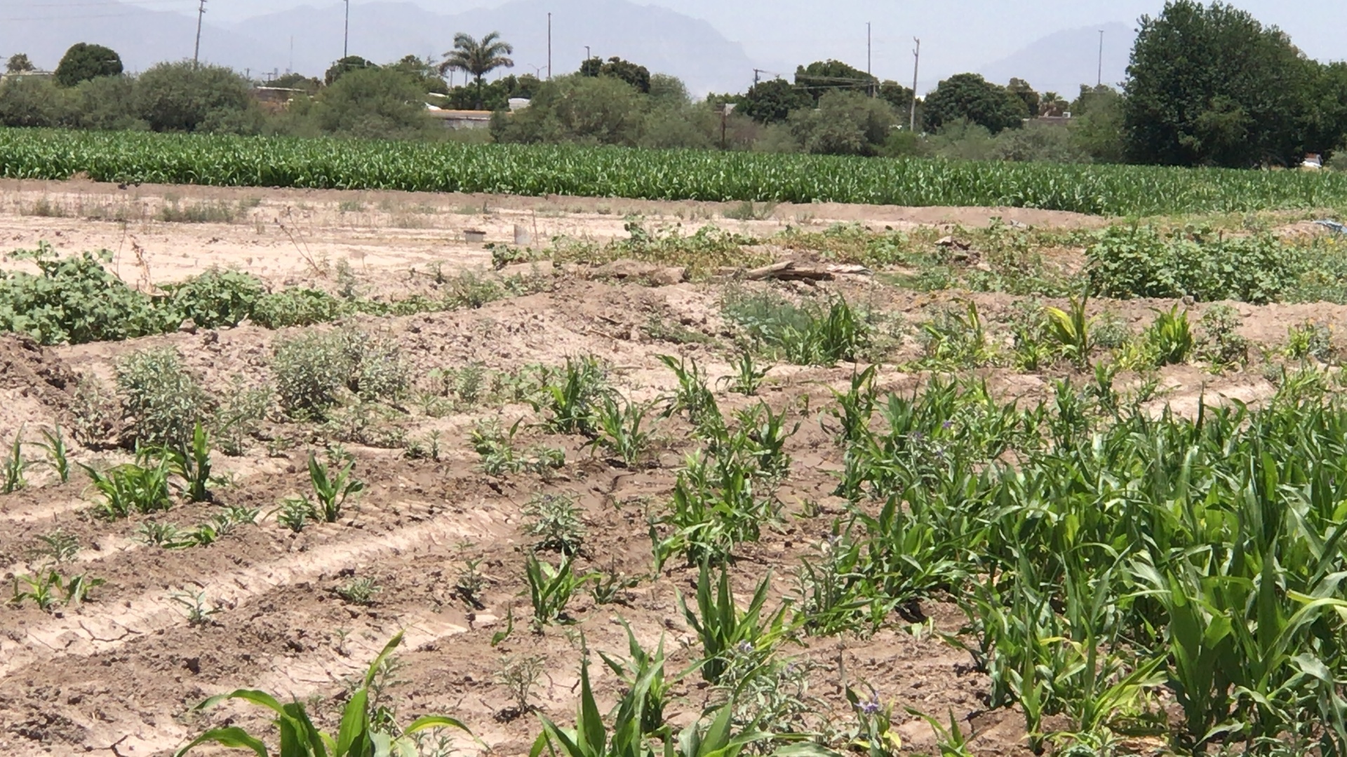 En La Laguna no hay condiciones para sembrar maíz y frijol y 'entrarle' al proyecto que anunció el Gobierno Federal: CNC