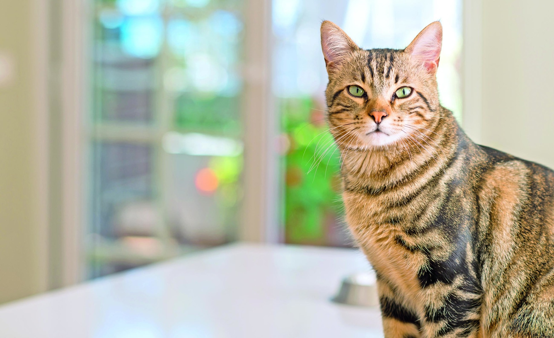 Los gatos son animales que ayudan a sobrellevar la soledad.