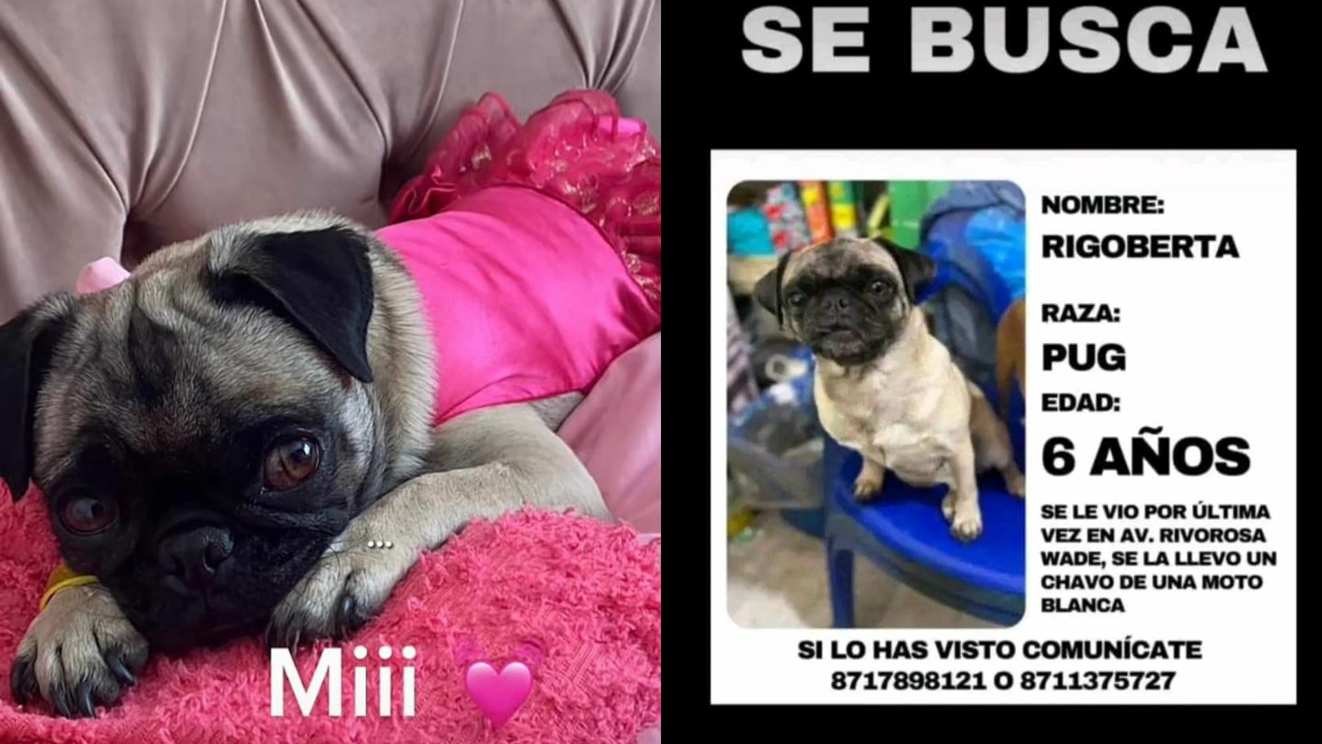 Lagunera busca desesperada a su perrita pug de nombre Rigoberta; ofrece recompensa