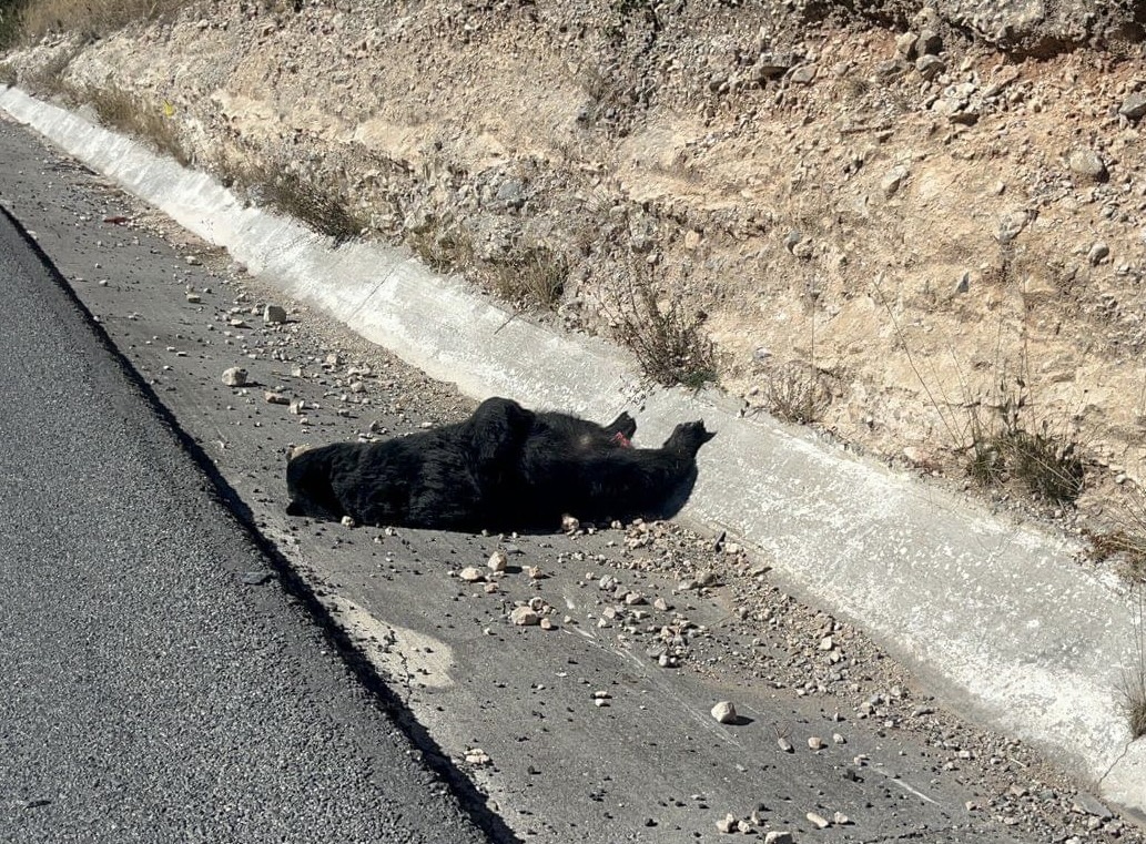 Encuentran a oso sin vida en la Carretera Federal 57