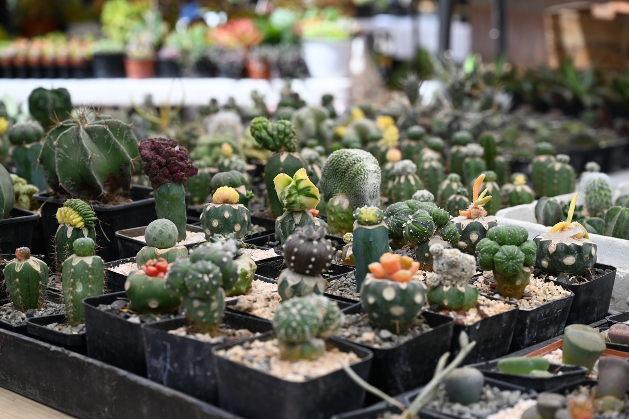 Se espera gran afluencia de laguneros en la Expo Cactus.