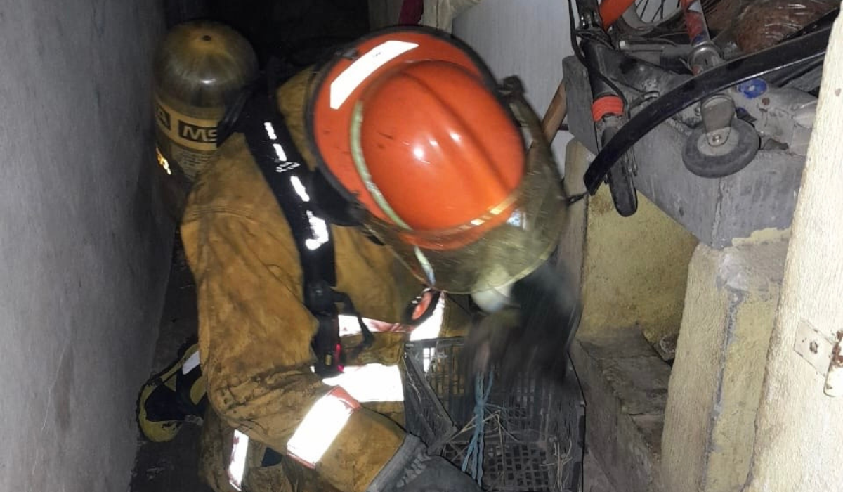 Bomberos de Ramos Arizpe rescatan a 8 cachorros y su madre