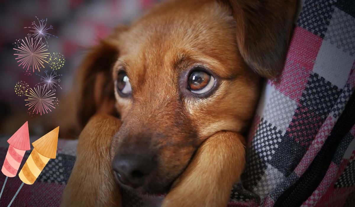 ¿Cuáles son las consecuencias para los perros por el uso de pirotecnia?