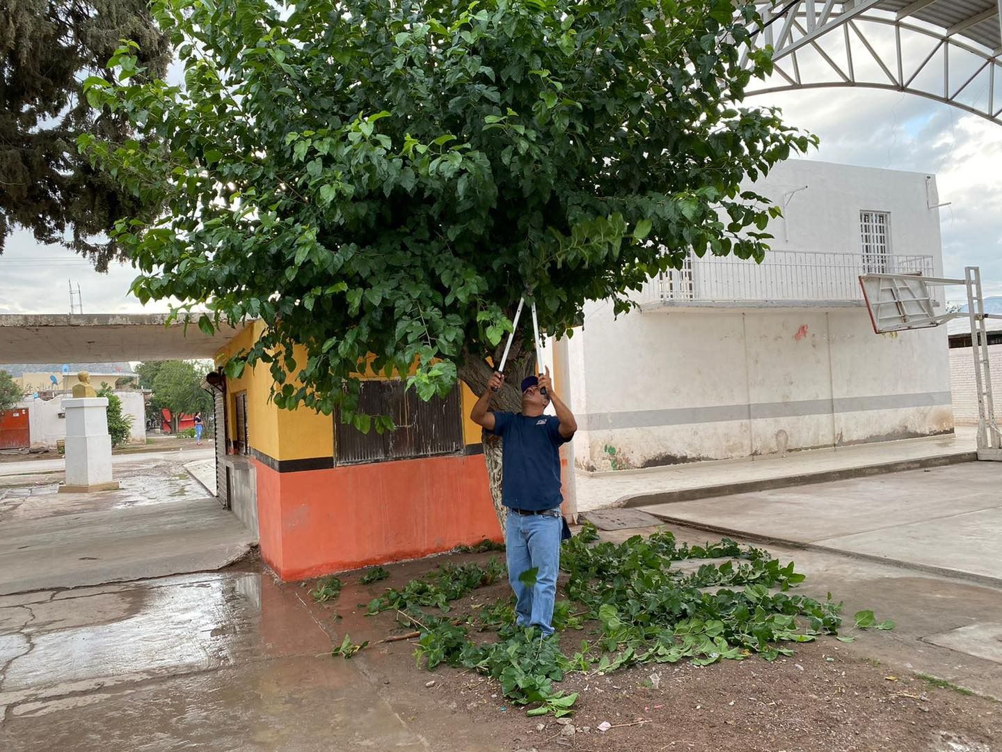 Lerdo abre periodo de poda libre hasta el 28 de febrero