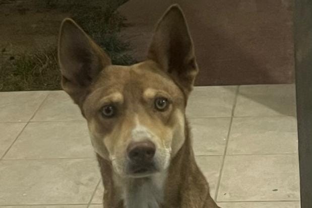 Solicitan ayuda para localizar a Cooper; se extravió en Torreón