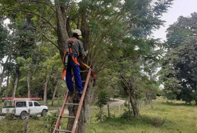 Poda de árboles. (DIANA GONZÁLEZ)