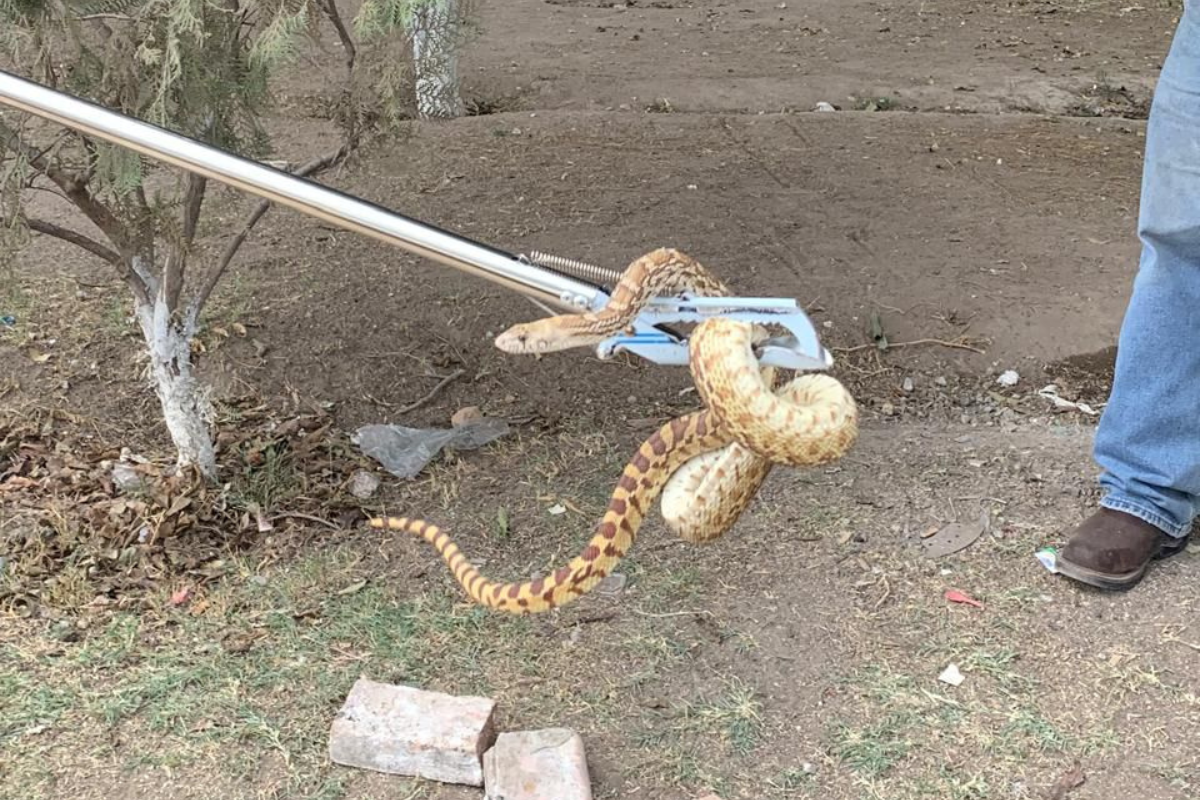 Rescatan serpiente 'chirrionera' en colonia 5 de Mayo de Gómez Palacio