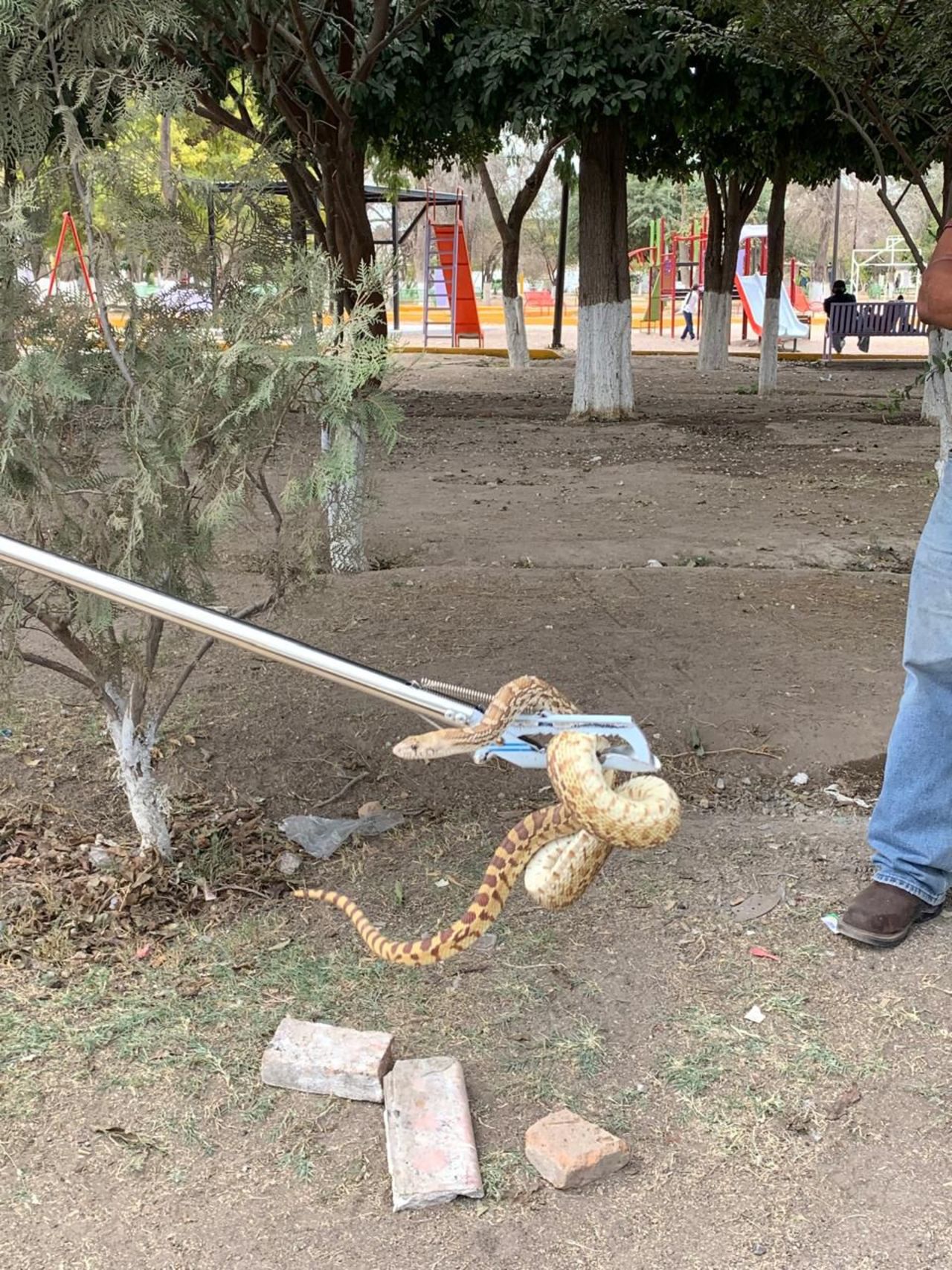 La víbora fue rescatada en la colonia 5 de Mayo. (CORTESÍA)