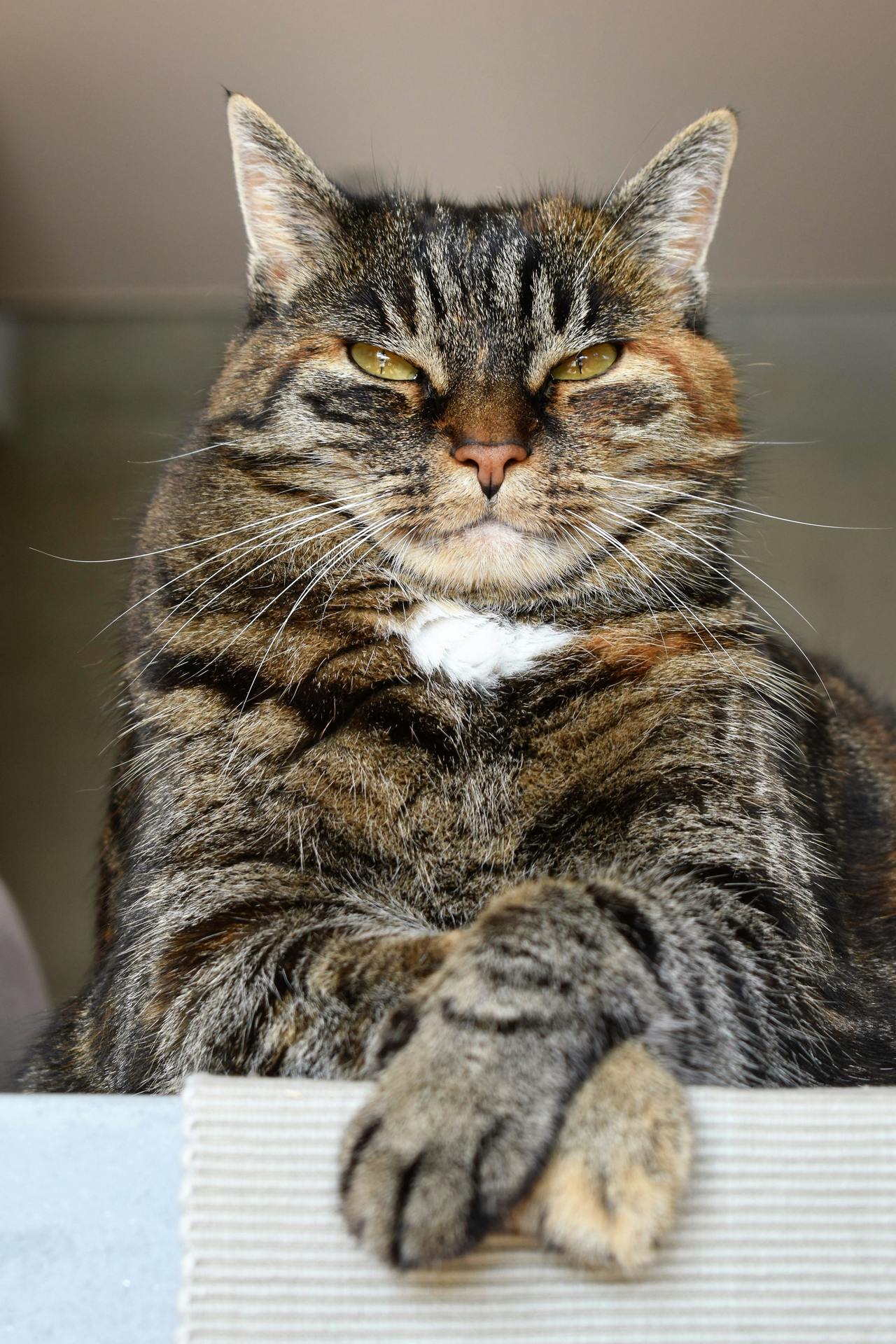 Si se acaricia a un gato por sorpresa, puede terminar en un ataque al detonar su personalidad espontánea.