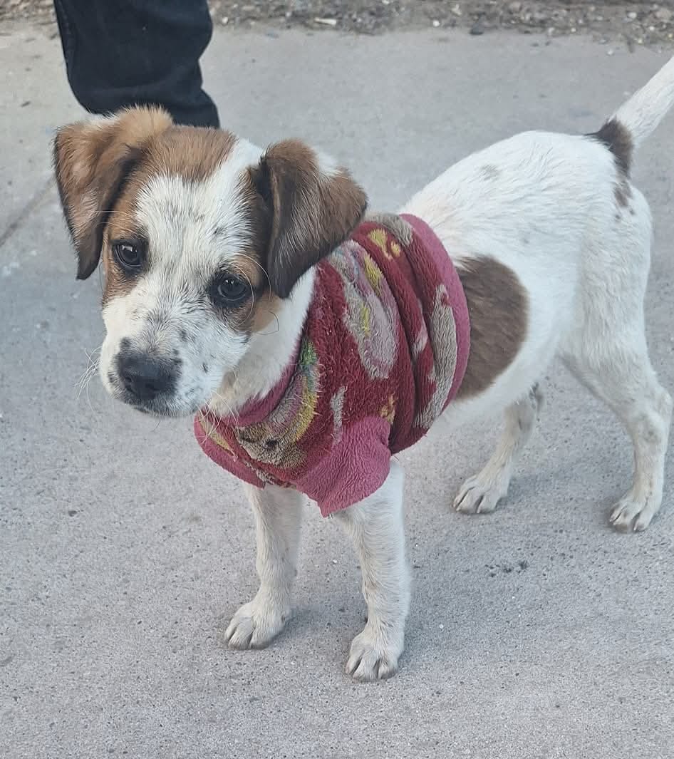 'Tiran' a otra perrita en colonia de Torreón