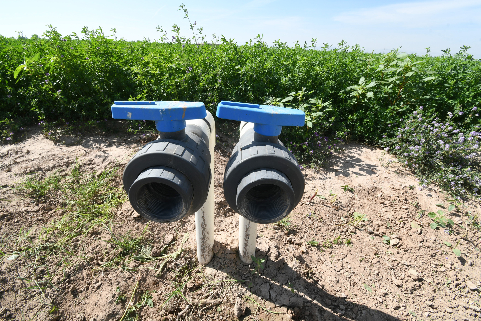 Serán 30 áreas compactadas las que se cultivarán, con 400Mm3; 70Mm3 serán para uso urbano público. (EL SIGLO DE TORREÓN)