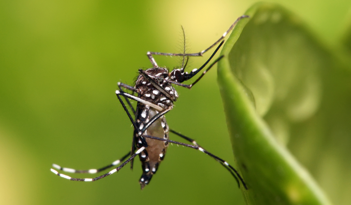 Secretaría de Salud de Coahuila prevé un año complicado por mutación del dengue