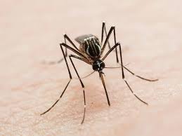 En alerta Coahuila por casos de dengue