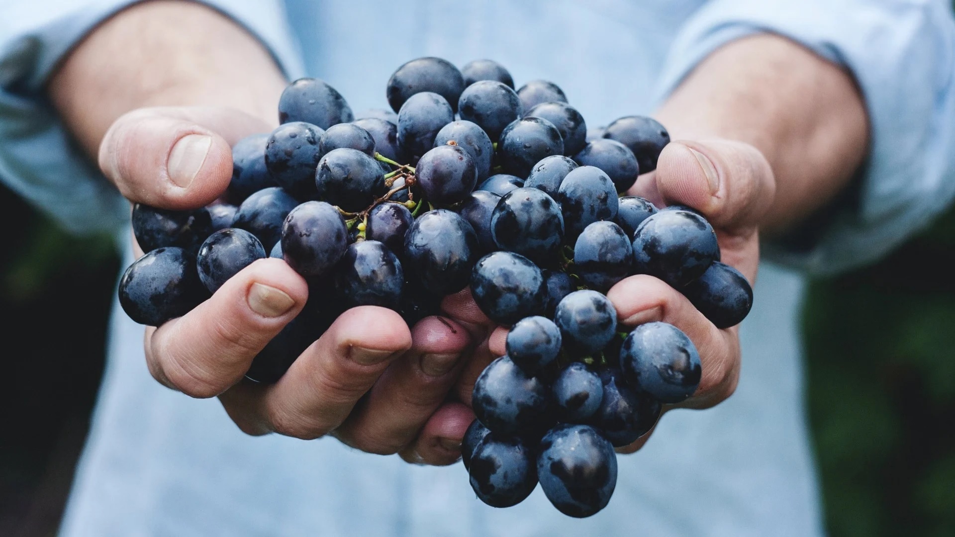 Antioxidantes son fuente de bienestar al aportar vitaminas, minerales y otros compuestos