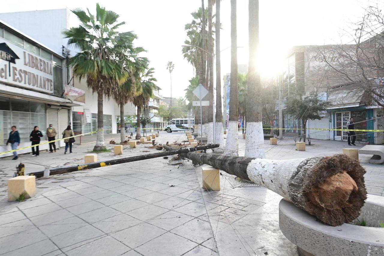 Fuertes ráfagas de viento dejan sin luz y afectaciones en varios sectores de Torreón