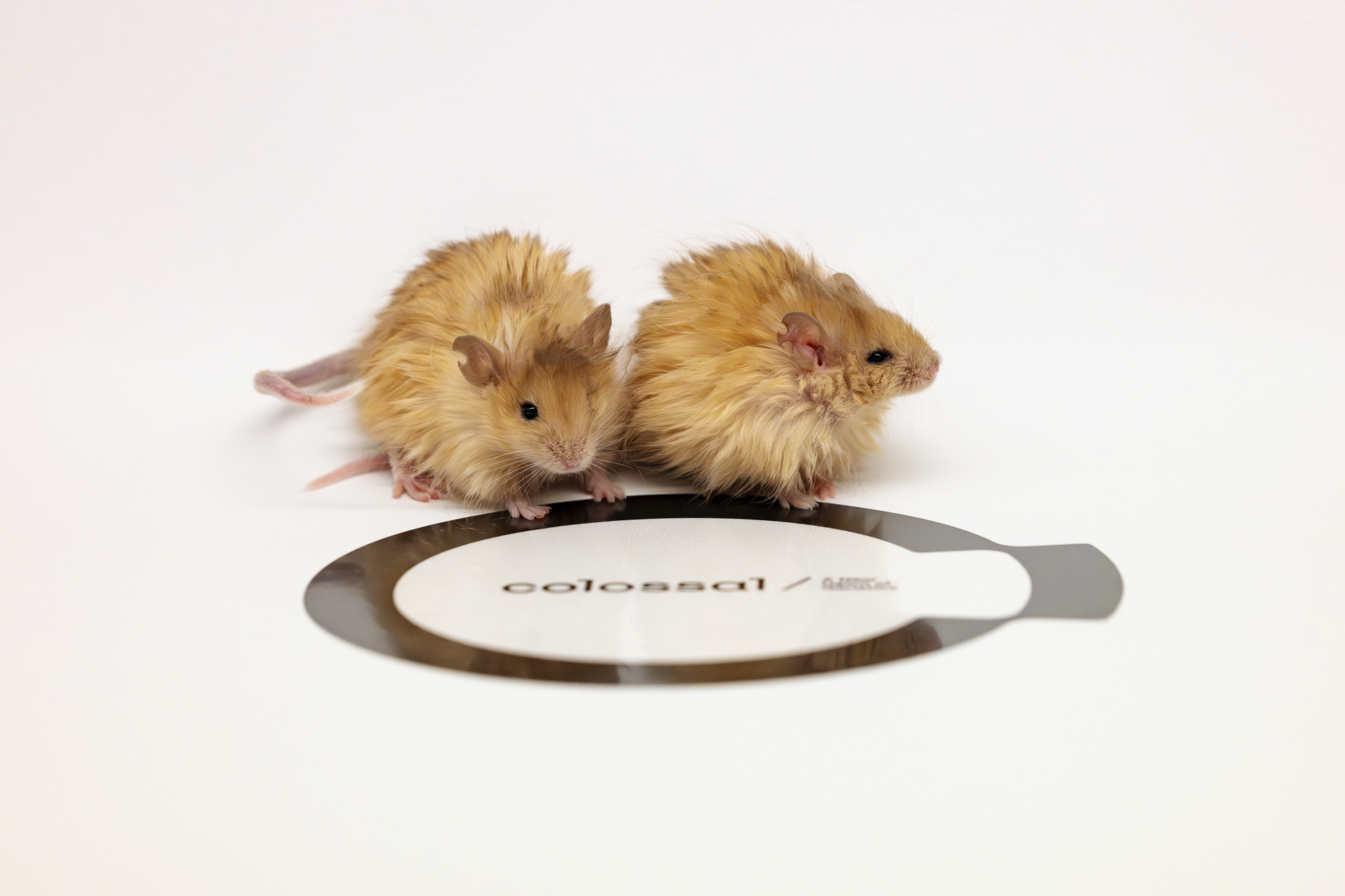 El ratón lanudo colosal, creado por Colossal Biosciences, expresa múltiples rasgos identificados en mamuts que son relevantes para la adaptación al frío y proporciona una plataforma para la validación de objetivos de ingeniería genómica. AP