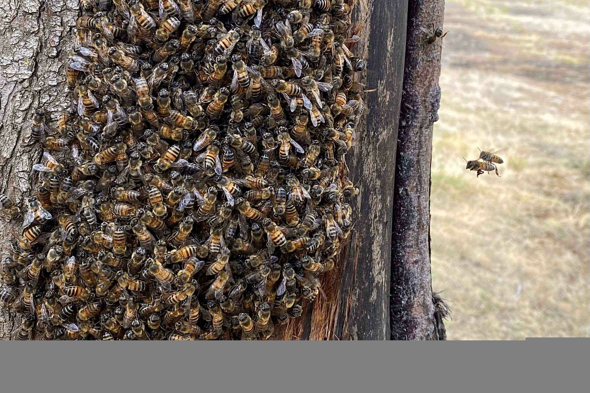 Hasta 12 reportes de abejas se reciben a diario en Protección Civil de Gómez Palacio