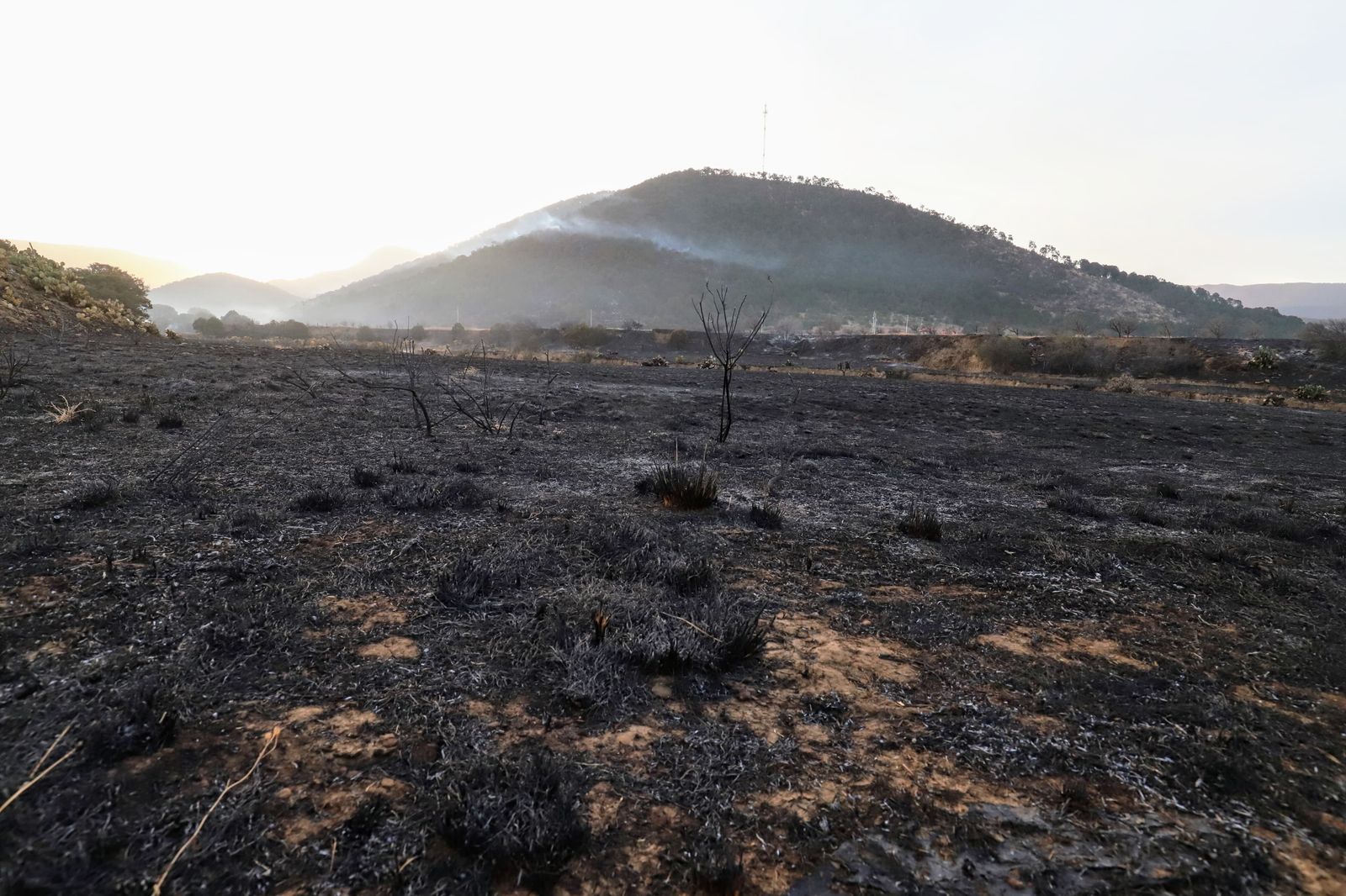 Liquidan incendio forestal en la sierra de Arteaga en Coahuila