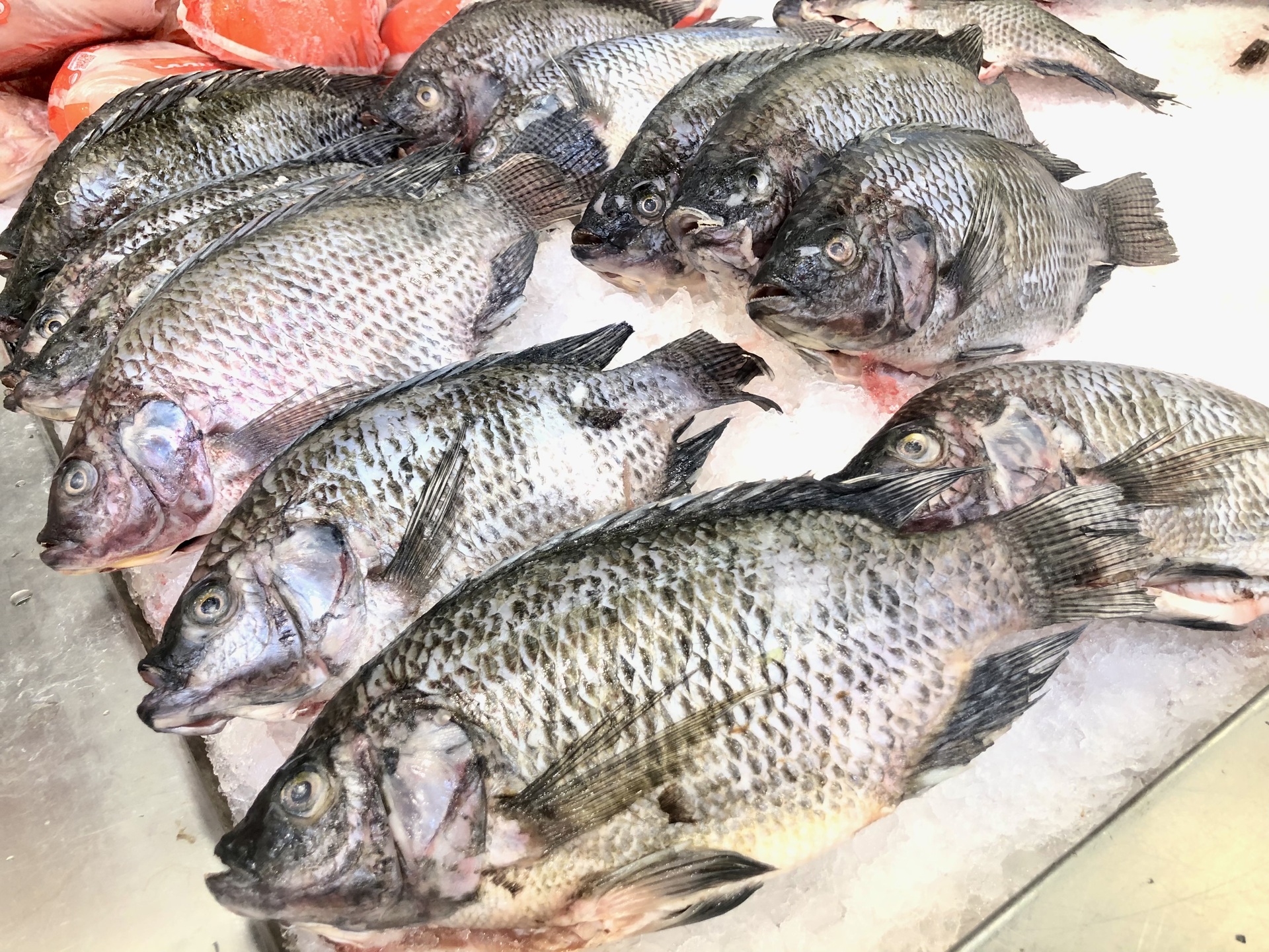 Emite Secretaría de Salud consejos para consumir pescados y mariscos