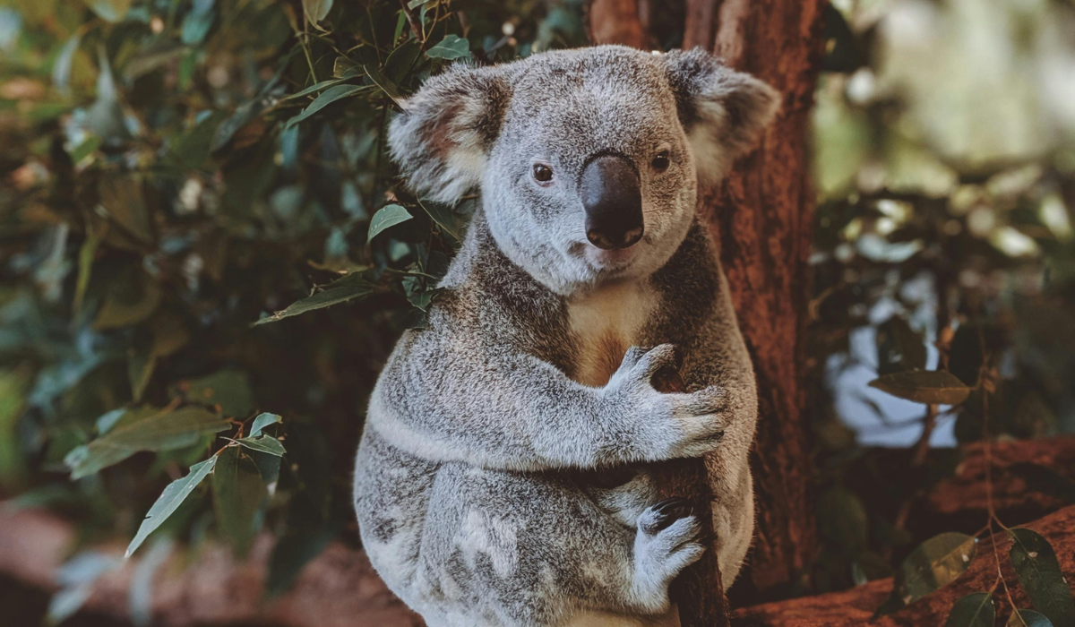 Australia sacrifica a 750 koalas afectados por un incendio