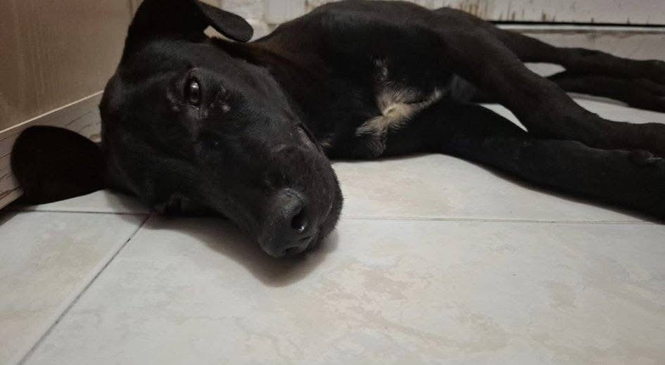 Valiente, perrito víctima de maltrato animal en Torreón. 