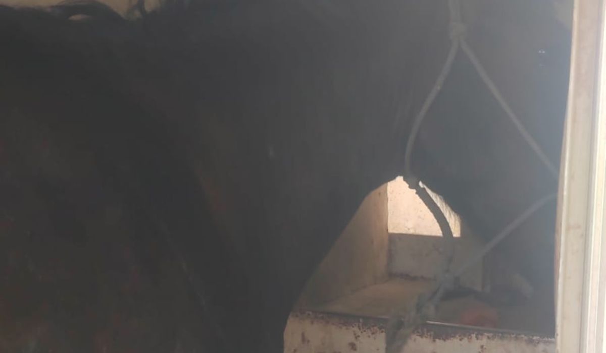 Sin rastro del caballo agredido con pala en Torreón; aseguran a otro en propiedad del presunto agresor