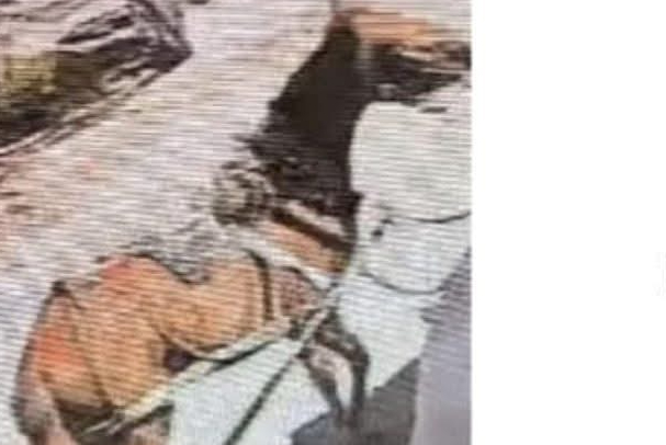 Mantiene Defensoría Animalista búsqueda de caballo golpeado con pala, pide el apoyo de la ciudadanía