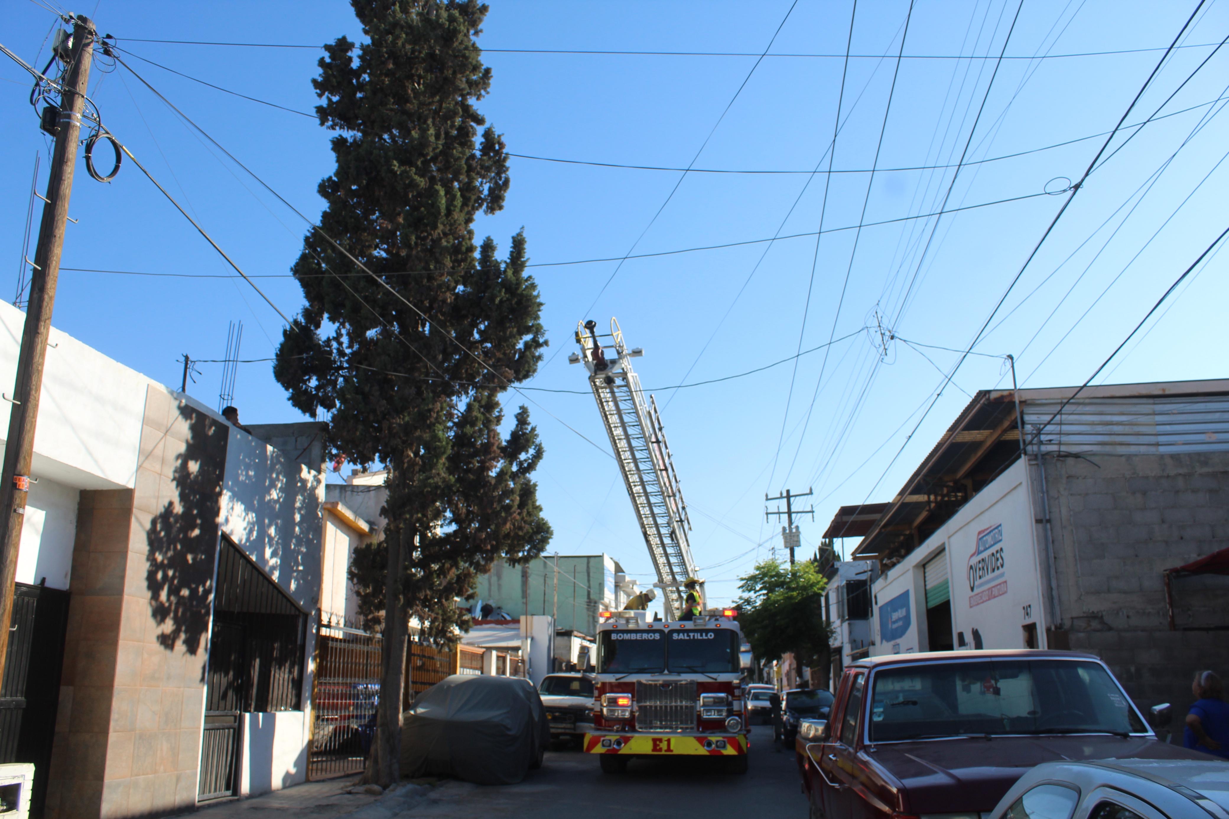 Rescatan bomberos a gatita de lo alto de un árbol en Saltillo