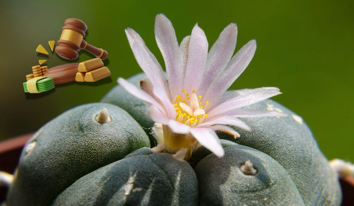 ¿De cuánto es la multa en México por tener una planta de peyote?
