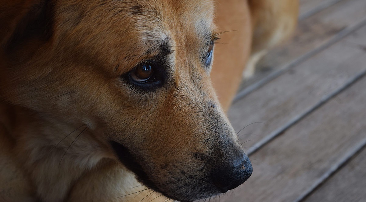Defensoría Animalista de luto tras asesinato de activista en Culiacán