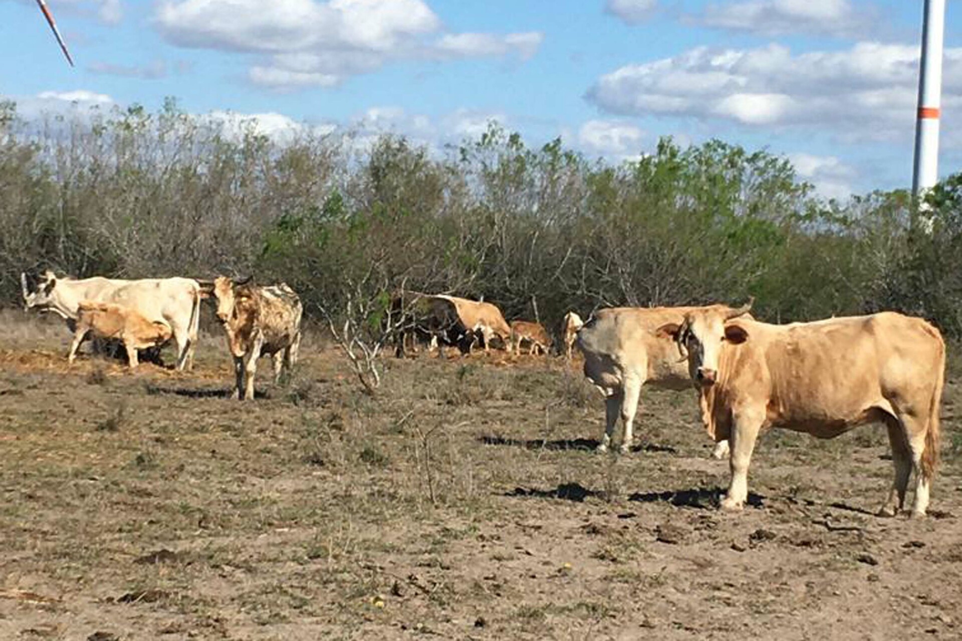 Cierra Estados Unidos la frontera a ganado por gusano barrenador