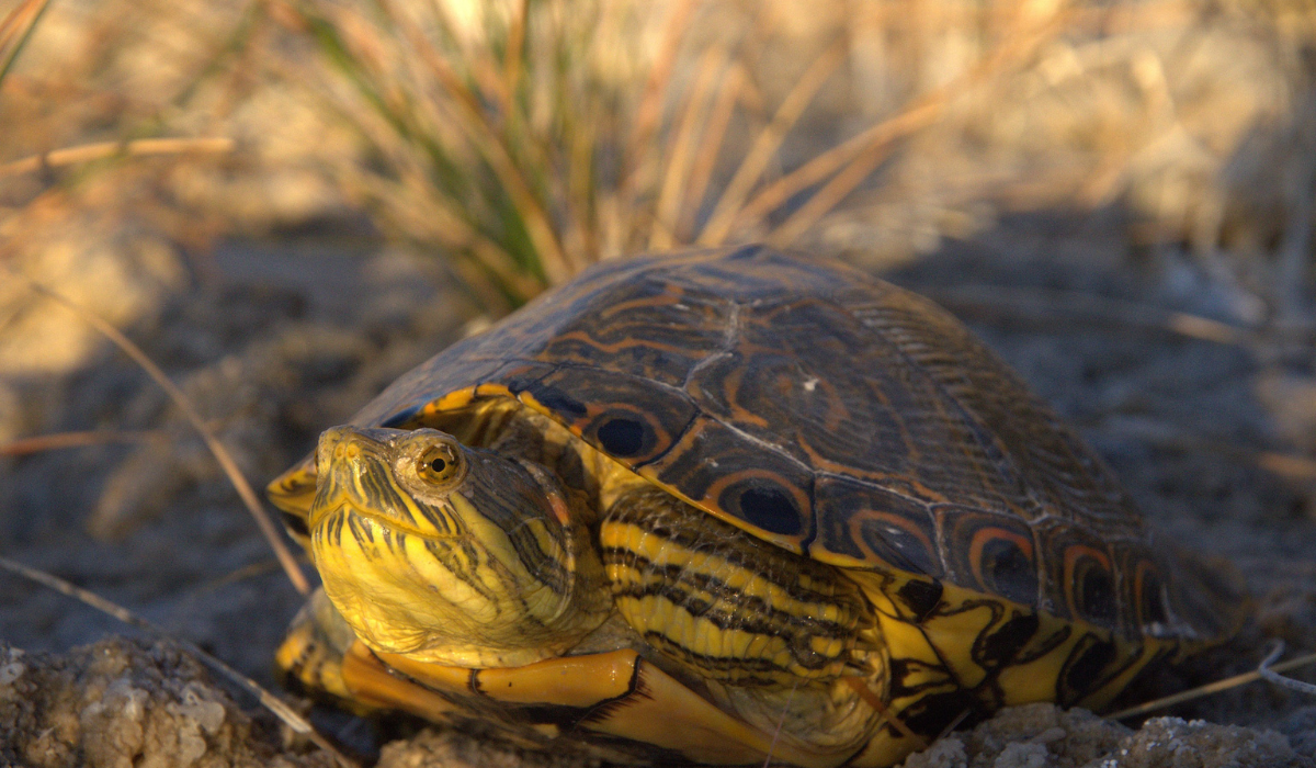 Invitan al Primer Festival de las Tortugas Cieneguenses
