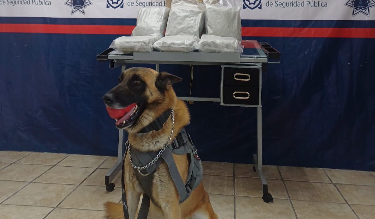 Binomio de la Policía Municipal encuentra 4 kilos de marihuana en paquetería de Torreón