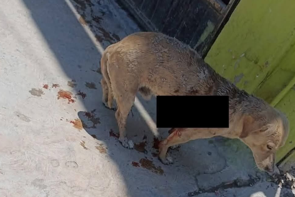 Hieren con arma de fuego a perro en el ejido el Perú; Defensoría Animalista busca al responsable