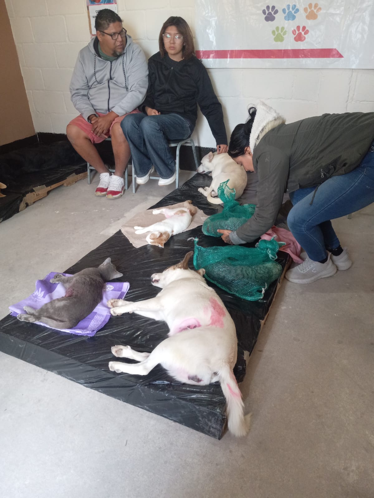 Drástico aumento de esterilización de mascotas en el Centro de Control Animal