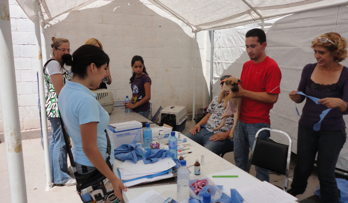 Habrá compaña de esterilización para perros y gatos este domingo Torreón