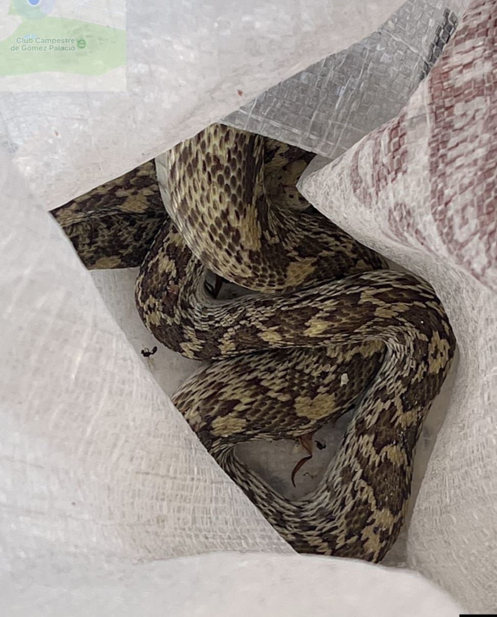 Capturan una serpiente en Gómez Palacio; estaba en El Campestre