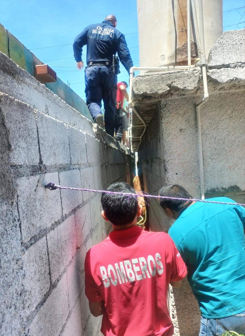 Rescatan a caballo atrapado entre muros