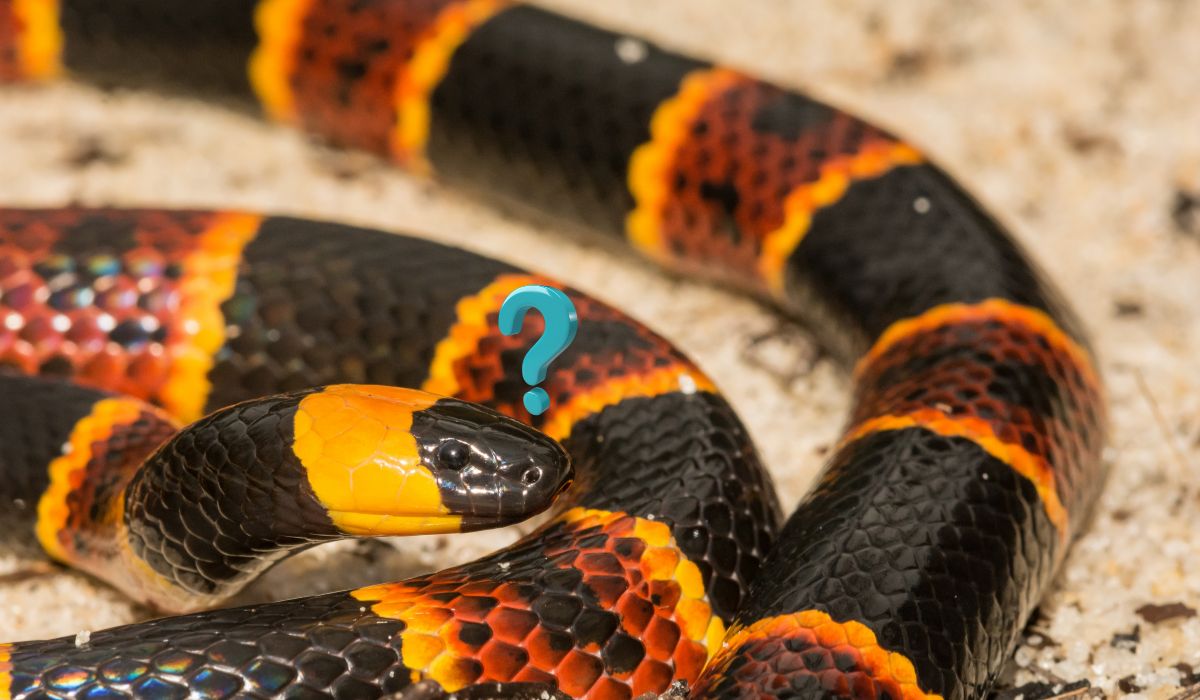 ¿De cuánto es la multa por tener una serpiente protegida como mascota? Esto se sabe