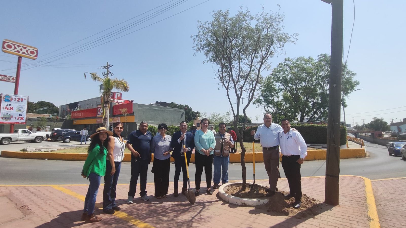 Plantan mezquite de cinco metros de altura en Gómez Palacio
