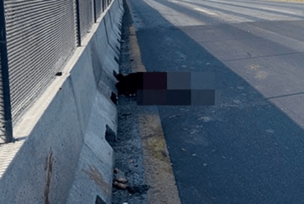 Muere osezno atropellado en la Saltillo - Zacatecas