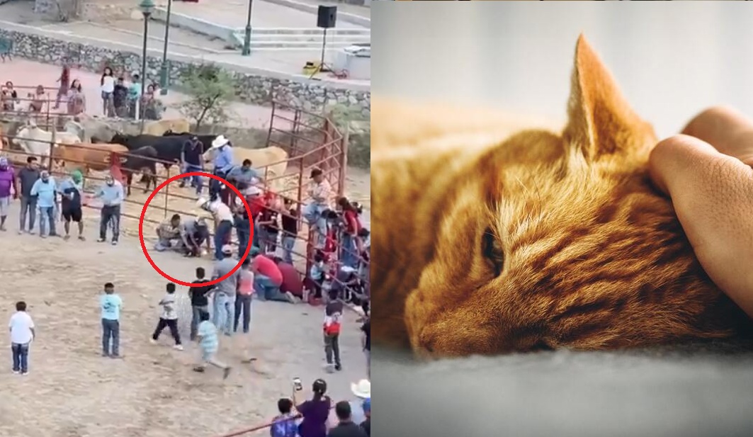Maltrato animal en Guanajuato (ESPECIAL)