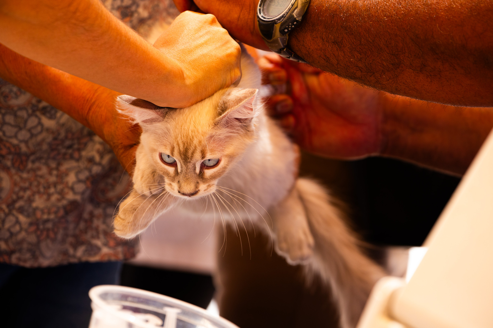 ¿Eres dueño responsable? Inicia campaña en Torreón para esterilizar a gatos