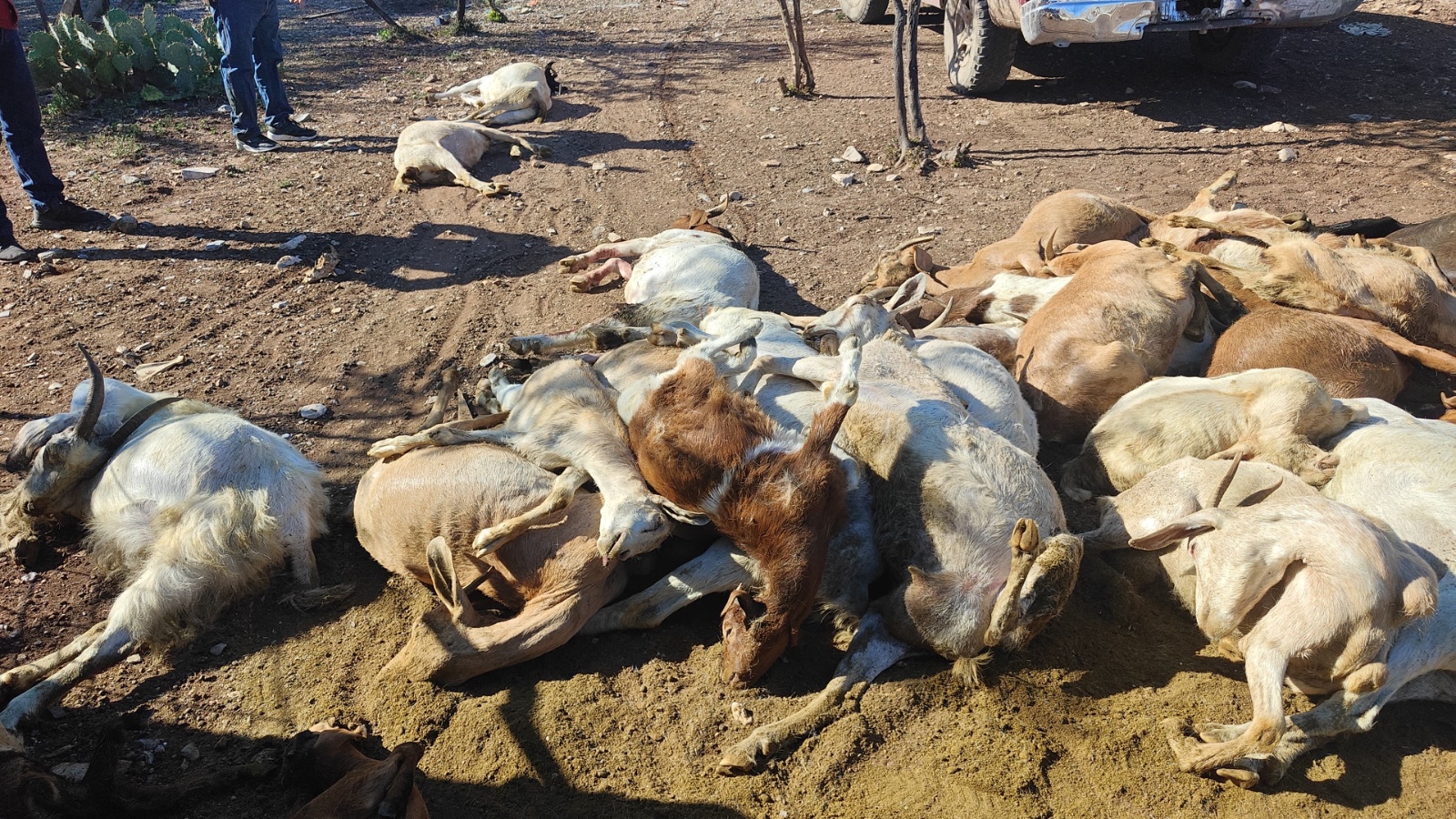 En inusual ataque oso mata más 60 cabras en Candela