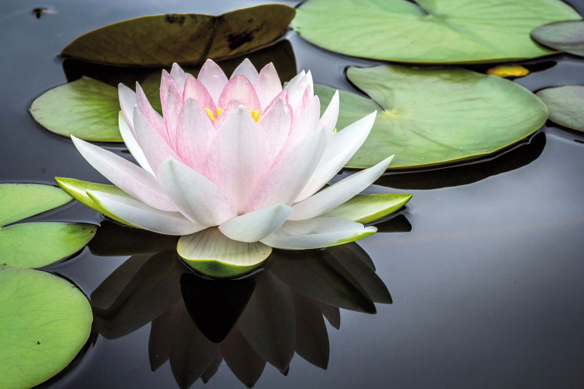 La flor de loto es un símbolo usado en 'La creación de valor en tiempos de crisis' (2021) para invitar a mantenerse leal a uno mismo. Foto: Unsplash/ Jay Casto
