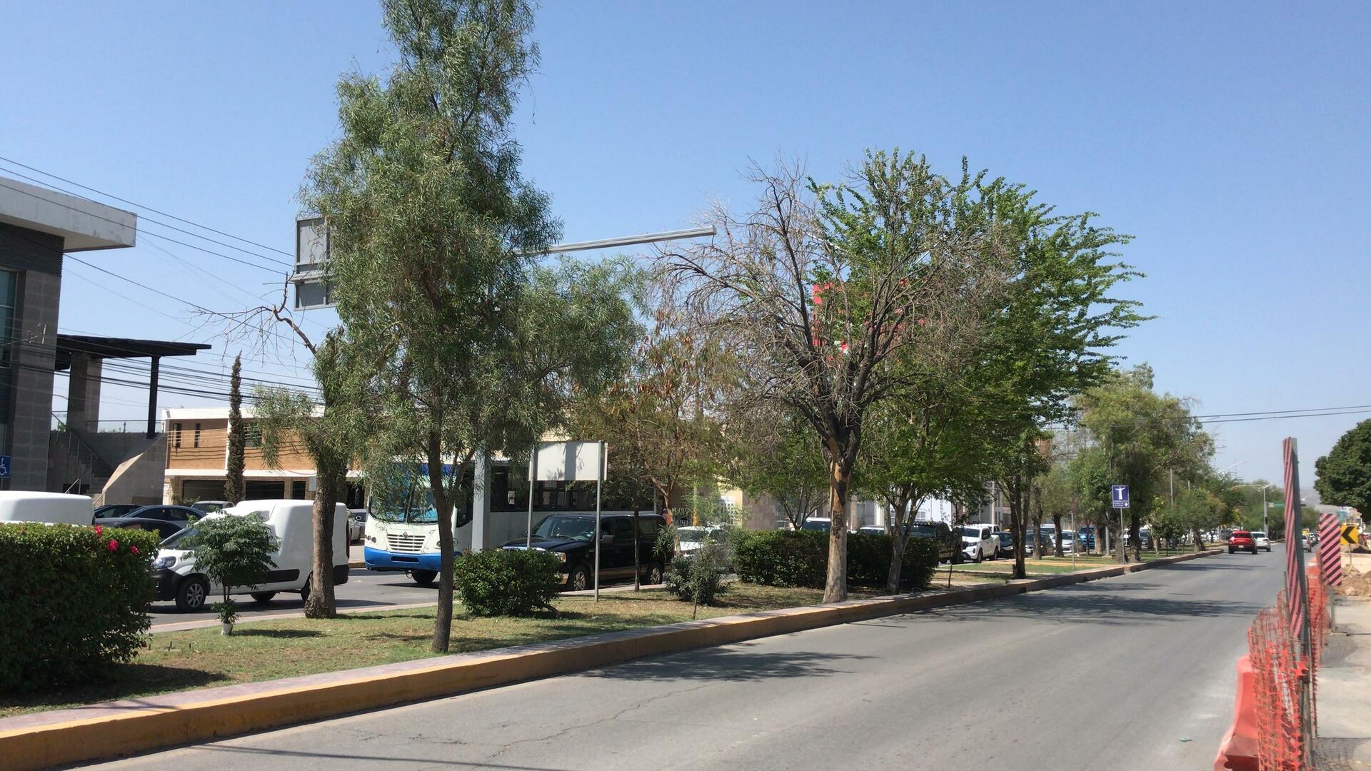 Iniciará retiro y reubicación de árboles en proyecto de Sistema Vial Abastos-Independencia
