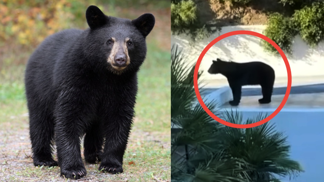 ¿Por qué se avistan tantos osos en Nuevo León y en qué época hay más? Esto se sabe