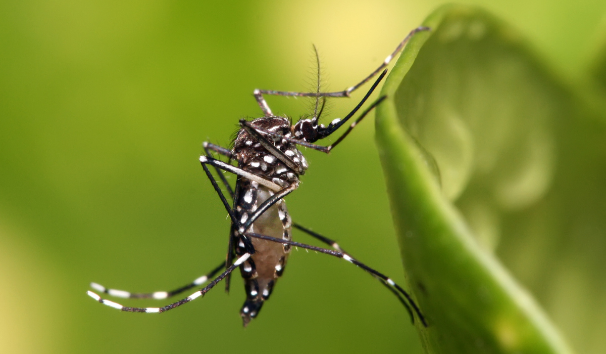 Solicitan prevención del dengue en comunidades rurales desde el Congreso del Estado